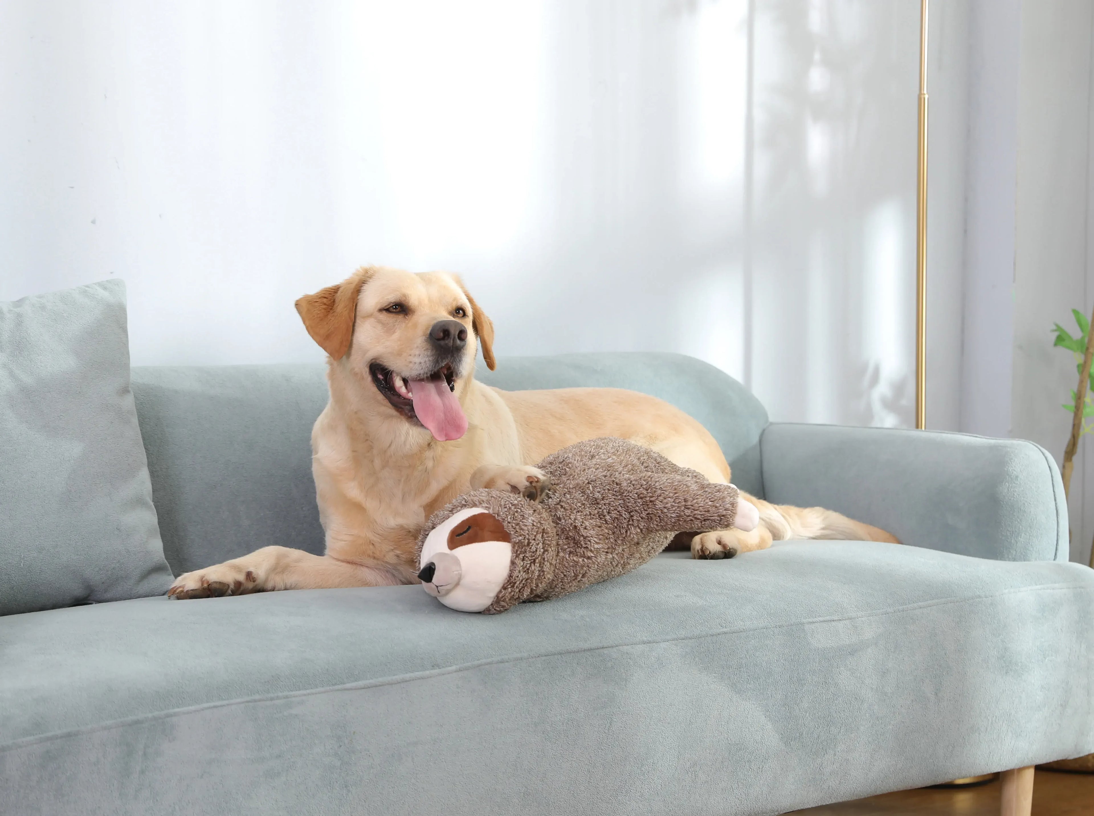 Comfort Companion